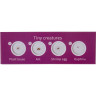 Набор микропрепаратов LEVENHUK LabZZ CP24 «Существа и растения» 72870